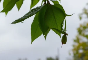 Rainy day scene in Greenwood, South Carolina with greenery.