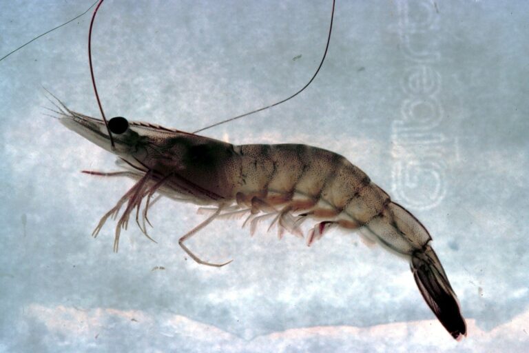 SC shrimp baiting season opens with 60-day window
