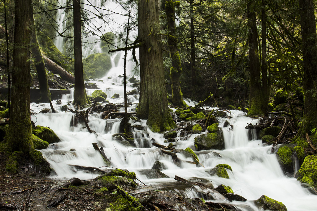Wooded creek corridor with green canopy